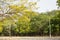 Neem Tree/neem plant Background landscape Stock Photograph Image