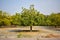 Neem Tree/neem plant Background landscape Stock Photograph Image