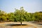 Neem Tree/neem plant Background landscape Stock Photograph Image