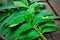 Neem on wooden table,neem leaves,ayurvedic neem,neem branch on table,neem herbs ,herbal neem,herbal neem leaves