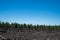 Negative space compositon of pine trees growing at the edge of the volcano lava flow at Newberry Volcano National Monument