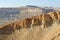 Negev desert rocks of southern Israel. Nubian ibex Capra nubiana sinaitica