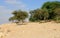 Negev desert of southern Israel. Green Garden in Sde Boker. Animals Nubian ibex Capra nubiana sinaitica eat grass and foliage
