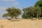 Negev desert of southern Israel. Green trees in Sde Boker. Nubian ibex Capra nubiana sinaitica