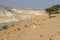 Negev desert of southern Israel.  Road among mountains to Sde Boker. Nubian ibex Capra nubiana sinaitica