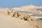 Negev desert of southern Israel in summer. Herd of Nubian ibexes Capra nubiana sinaitica