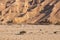 Negev desert wadi landscape.