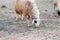 Neglected, dirty sheep grazing in the rocky mountains, Atlas, Mo