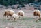 Neglected, dirty sheep grazing in the rocky mountains, Atlas, Mo