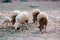 Neglected, dirty sheep grazing in the rocky mountains, Atlas, Mo