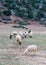 Neglected, dirty sheep grazing in the rocky mountains, Atlas, Mo