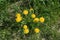 neglected garden bed with yellow blooming dandelion weed and grass, top view from above