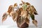 a neglected houseplant with withered leaves