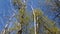 Neglected poplar trees and sky, vertical shot,large dry poplar tree, broken through storm