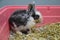 Neglected and sick young rabbit with upper respiratory infection at a veterinary clinic