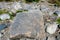 Negotiation stone on the seashore of Solovki