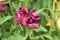 Negrita Parrot Tulip, rich, deep purple tulip