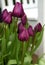 Negrita Triumph Tulip, flowers bloom with absolutely stunning deep purple hue