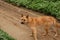 Neighbor`s big yellow dog, Chinese pastoral dog