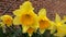 Neighborhood Daffodil Flowers