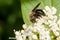 Neighborly Mining Bee - Andrena vicina