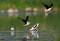 Neighborly relations in wild nature. Conflict  Pied Avocet`s family and Black-winged Stilts near their nest.