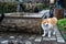 Neko-no-Hosomichi Cat Alley in Onomichi City. Hiroshima Prefecture, Japan