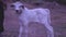 Nellore brahman cattle from Brazilian farms,indian Cow. in the villages,image is calf. his called indian cows baby, selective