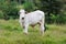 Nellore - brazilian beef cattle in field, white bull