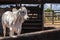 Nellore bull inside on the wooden corral in a ranch