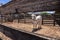 Nellore bull inside on the wooden corral in a ranch