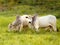 Nellore bull in the pasture of making in Brazil. Main cattle in the production of meat in the Brazilian market. Copy space.