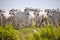 Nellore cattle in the pasture of Brazilian farms