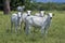 Nellore cattle steers on green pasture