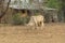 Nellore cow grazing at sunset in countryside of Brazil