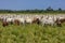 Nellore herd inseminated with Bonsmara calves, Mato Grosso do Sul, Brazil