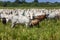 Nellore herd inseminated with Bonsmara calves, Mato Grosso do Sul, Brazil