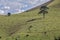 Nelore cattle grazing on top of green hill