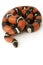 Nelsonï¿½s Milk Snake