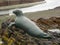 Nelson the Seal statue at Looe Cornwall