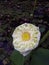 Nelumbo nucifera gaertn White romance flower