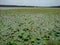 Nelumbo nucifera, Indian lotus plants, Vellayani freshwater lake, Thiruvananthapuram, Kerala