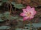 Nelumbo Sacred Lotus fragility Pink petal and yellow pollen flower in the pond Bung boraphet