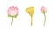 Nelumbo or Water Lily Aquatic Plant with Showy Pink Flower Vector Set