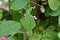 Nematus septentrionalis, Craesus septentrionalis, the flat-legged tenthred on a Prunus cerasus leaf