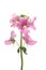 Nemesia flowers isolated