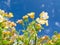 Nemesia sp. flowers close-up against blue sky