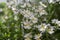 Nemesia strumosa ornamental flowers in bloom, white color
