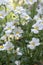 Nemesia strumosa ornamental flowers in bloom, white with yellow center