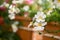 Nemesia strumosa ornamental flowers in bloom, white with yellow center